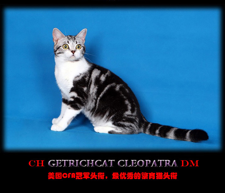 艳后